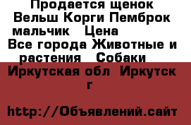 Продается щенок Вельш Корги Пемброк мальчик › Цена ­ 65 000 - Все города Животные и растения » Собаки   . Иркутская обл.,Иркутск г.